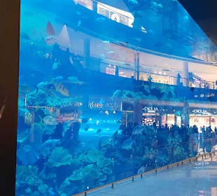 Dubai Aquarium 