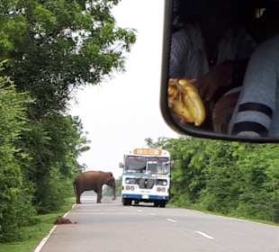Schaulanka Tours - Guide Mahesh