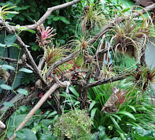 Rundgang durch das Palmenhaus des Rosengartens