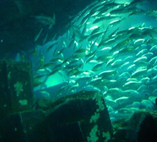 Ein Schwarm von Fischen