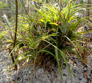 Bromelien am Weg