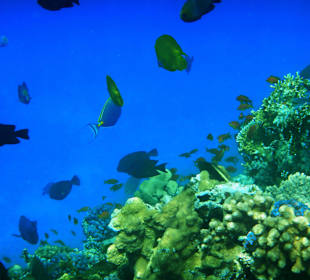 Unsere Unterwasserwelt