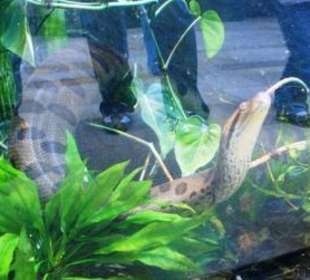 Shedd Aquarium Chicago