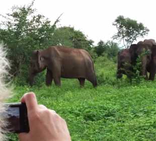 Elefantenreiten Sigiriya