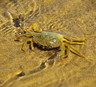 Strand in Bibione Juni 2012