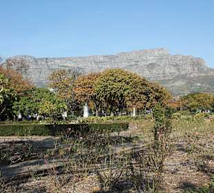 Company Gardens Kapstadt