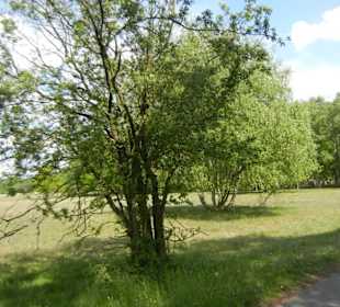 Naturschutzgebiet Boberger Niederung