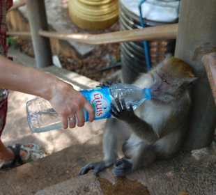 Achtung die Affen haben auch Durst