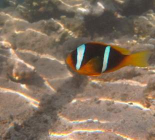Anemonenfisch