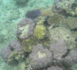 Сноркелинг на острове Сноркел.