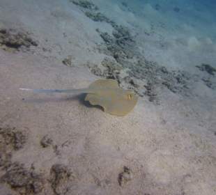 Delfinausflug mit Mo