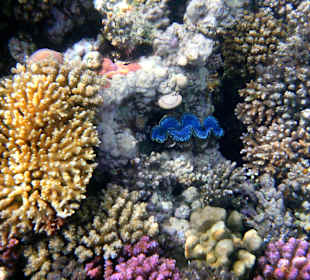 Schnorcheln Makadi Bay