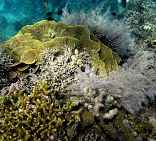 Riff Bunaken NP; Montehage