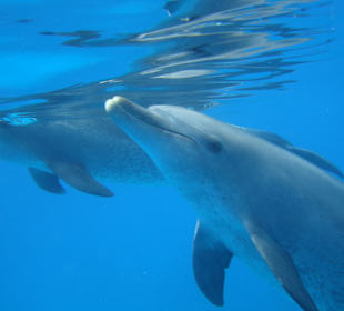 Schnorcheln mit Delfinen