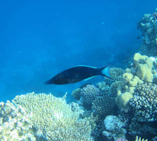 Hausriff Arabia Azur Resort