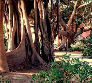 Luftwurzel eines Gummibaumes