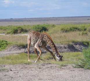 Masaigiraffe beim Trinken