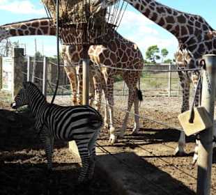 Safari-Zoo Sa Coma Spt 2017