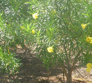 Im Parque de Botanico (Innenbereich)