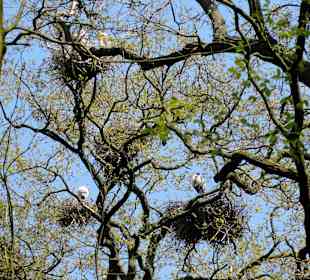 Graureiher in ihren Nestern