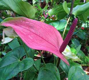 Rundgang durch den Duft- und Gewürzgarten