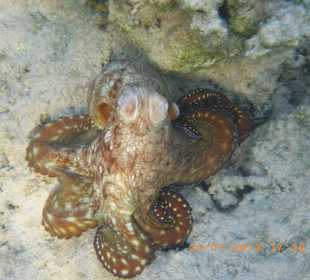 Keiner so schön wie ich