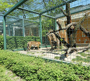 Hinterindisches Tiger Gehege