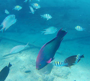 Schnorcheln Hurghada