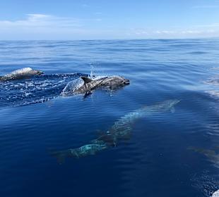 Delfinausflug Samara