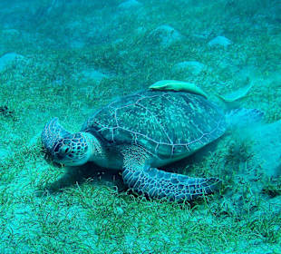 Tauchen in Abu Dabab