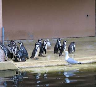 Pinguine bei der Fütterung, Möwe will auch