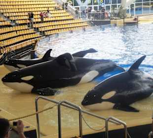 Orcas im Loro Parque