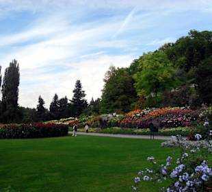 Dahlienkönigin 2010