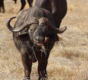 Julius Tact / JT Safaris