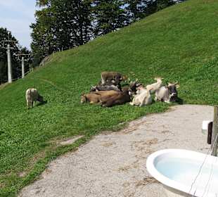 Wandern Alberschwende