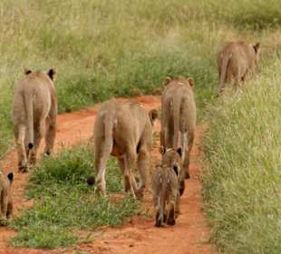 Löwenfamilie Tsavo Ost