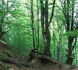 Road in the forest to Blidaru 