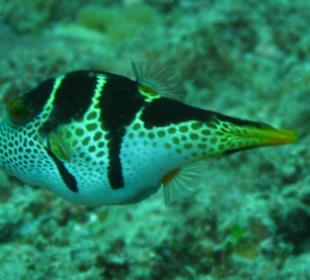 Napoleonfisch
