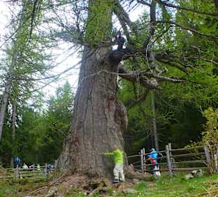 Bei den Urlärchen, 2000 Jahre, 8,34 m Umfang