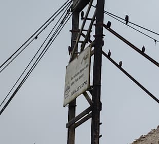 Ausflug Ballestas Inseln