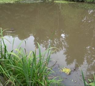 Waldsee Grottenloch Rübgarten