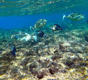 Риф и рыбки - Hotel Tropitel Sahl Hasheesh