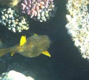 Gelber Kofferfisch