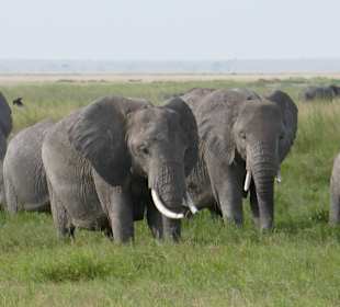 Amboseli Nationalpark
