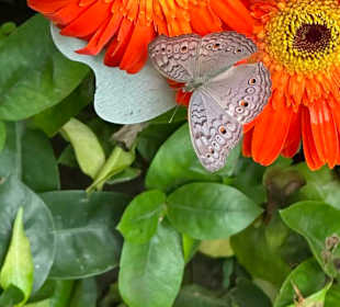 Butterfly Garden Changi