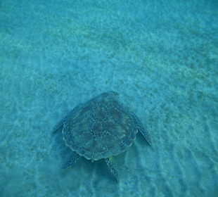 Żółw podczas popasu 