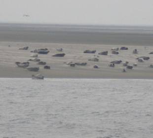 Seehundbank Tegeler Plate