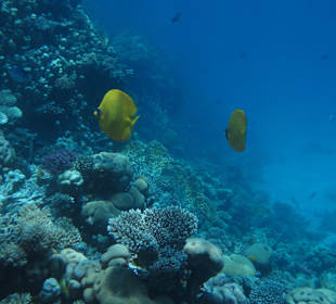 Schnorcheln mit SimSim