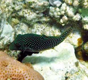 Rwelt Riff Rohanou Beach Resort