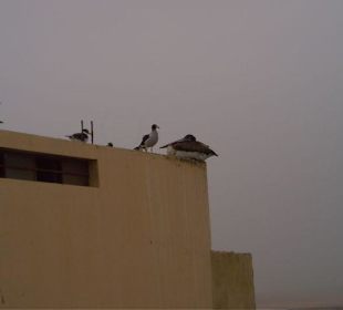 Péninsule de Paracas